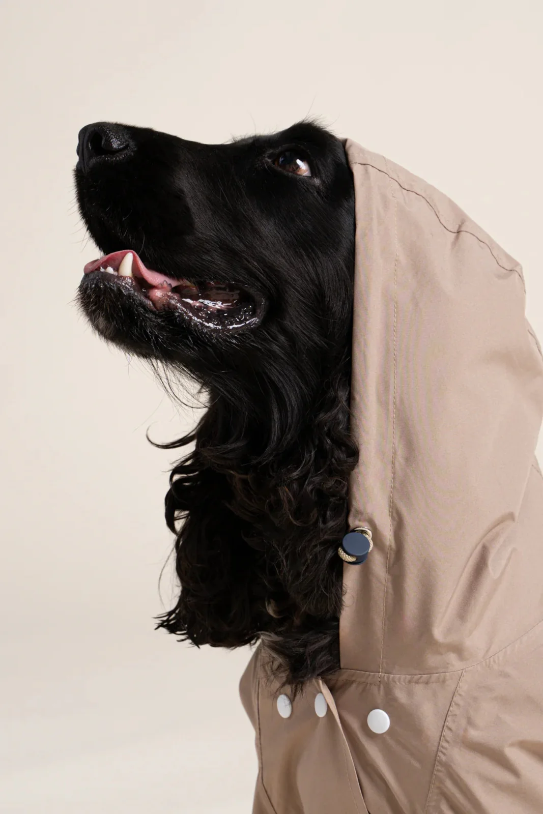 Boulogne - Imperméable pour chien - Image 11