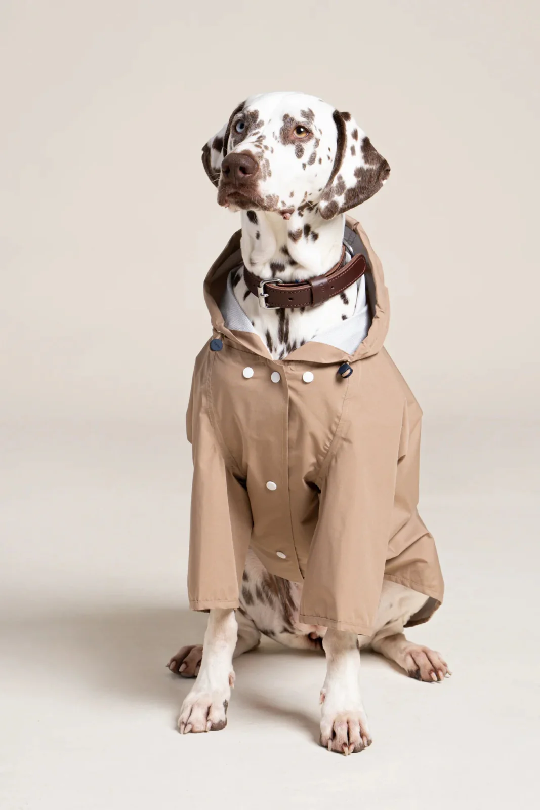 Boulogne - Imperméable pour chien - Image 12