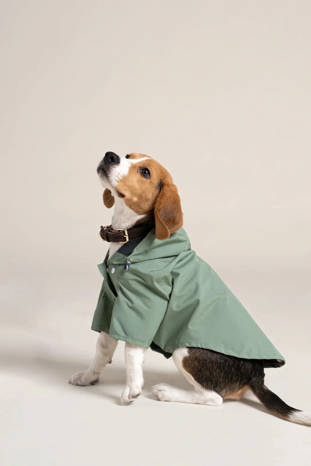 Boulogne - Imperméable pour chien - Image 13