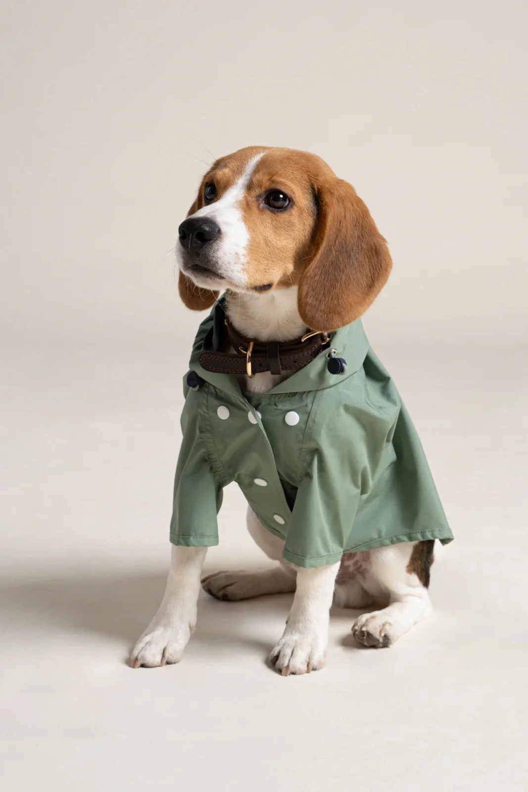 Boulogne - Imperméable pour chien - Image 14