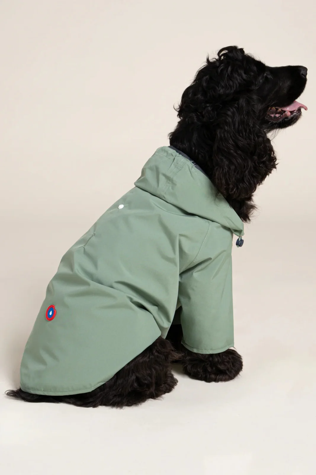 Boulogne - Imperméable pour chien - Image 16