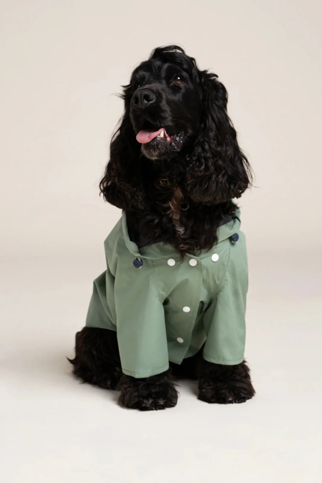 Boulogne - Imperméable pour chien - Image 17