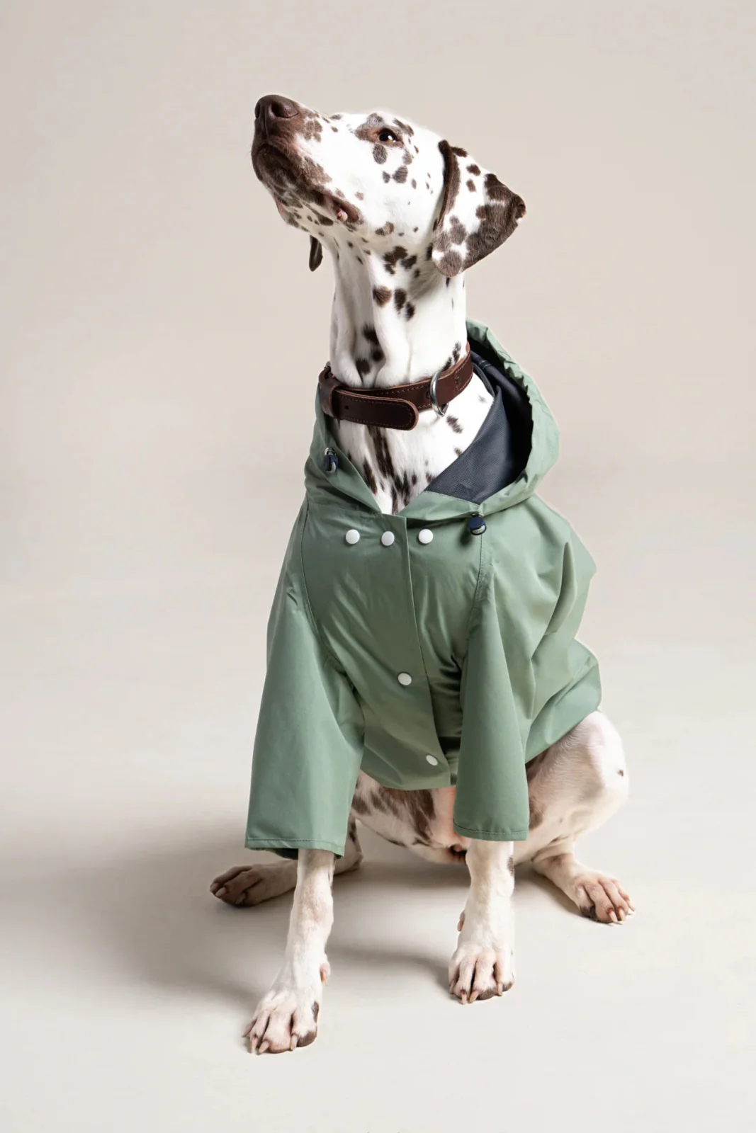 Boulogne - Imperméable pour chien - Image 18