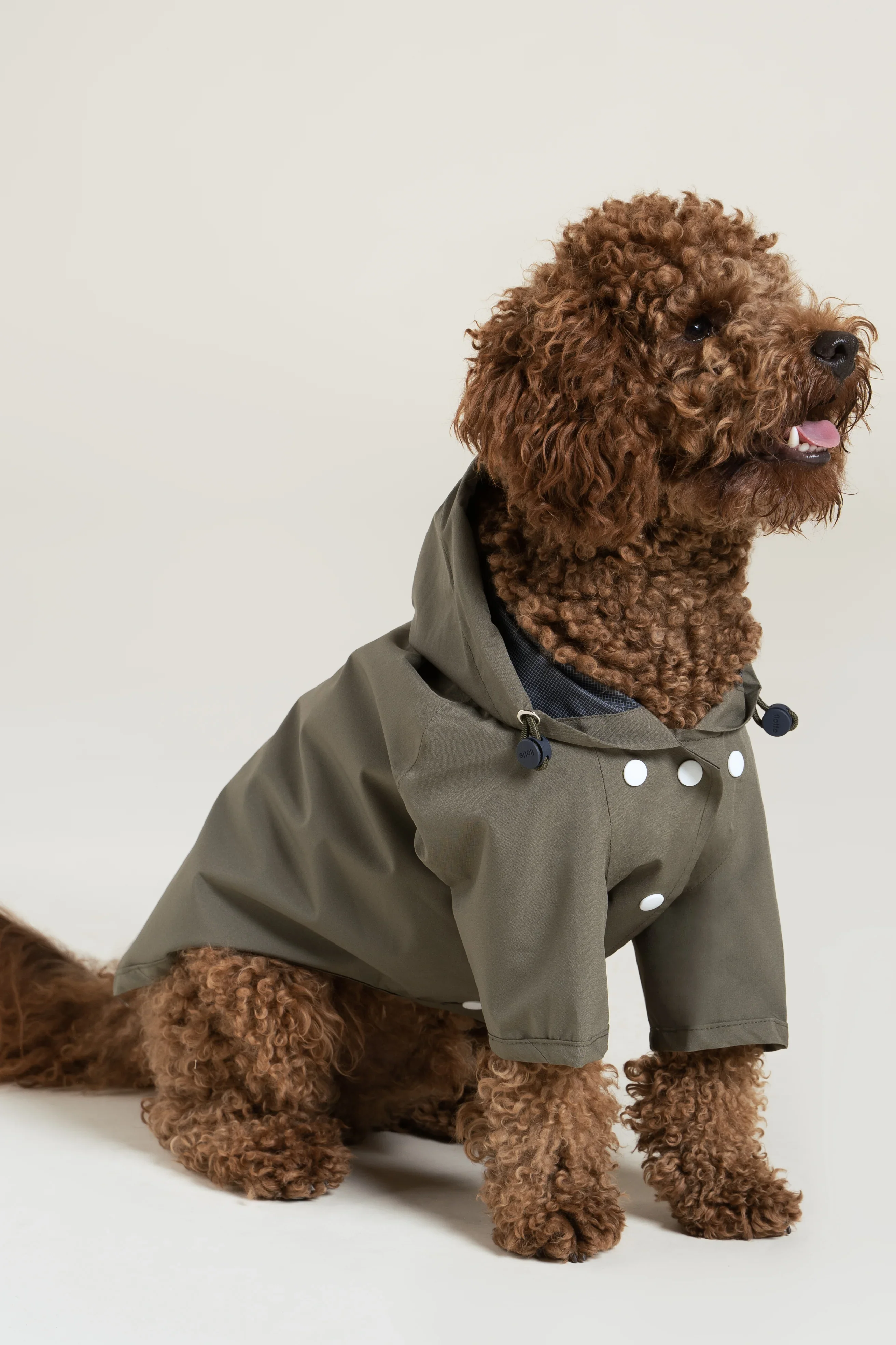 Boulogne - Imperméable pour chien - Image 2