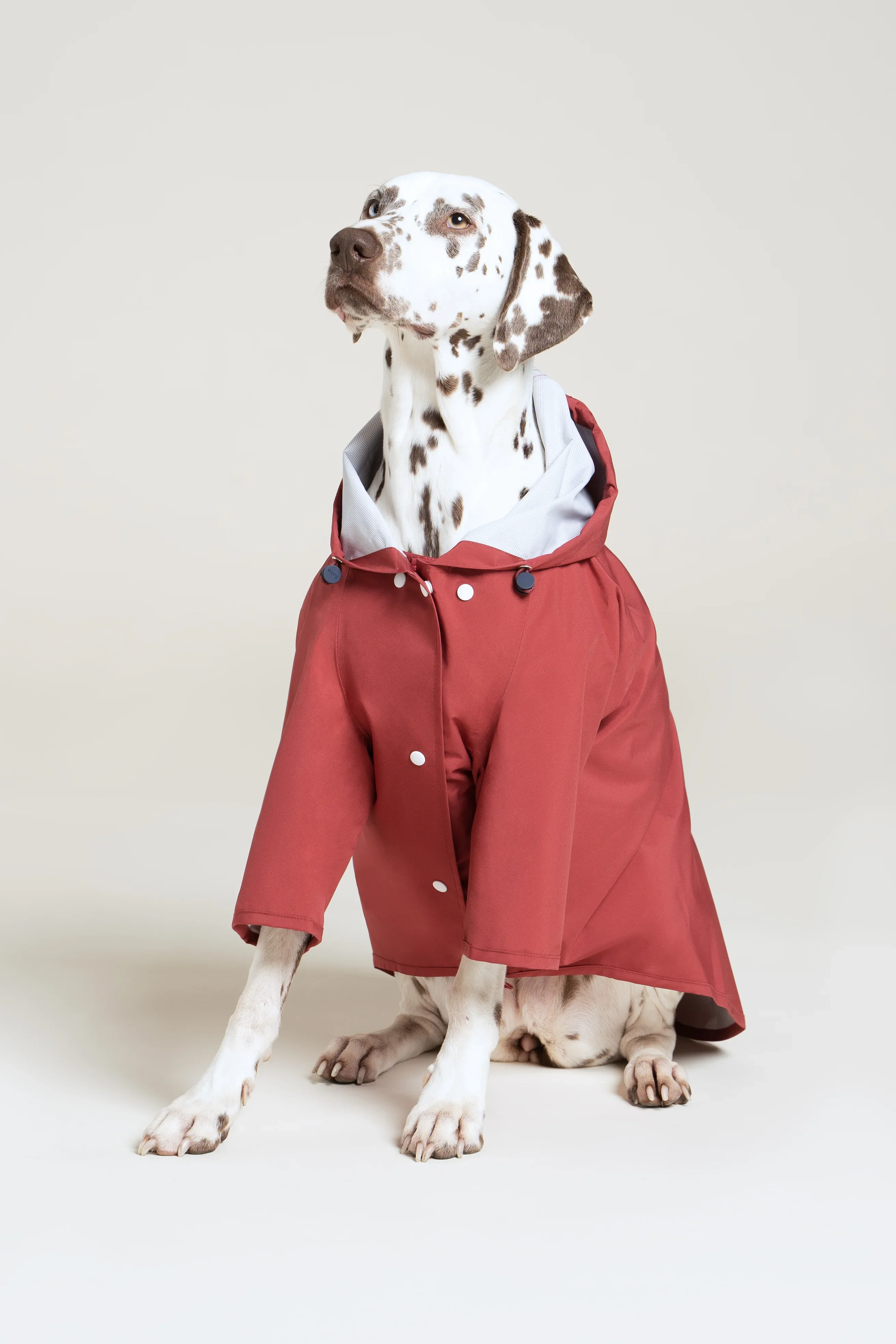Boulogne - Imperméable pour chien - Image 26