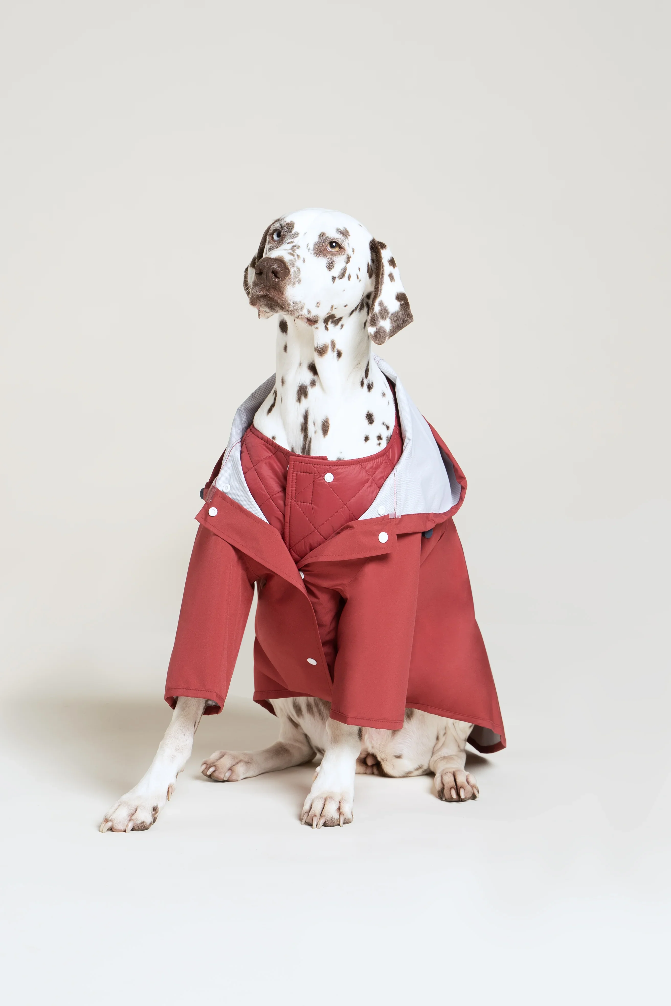 Boulogne - Imperméable pour chien - Image 28