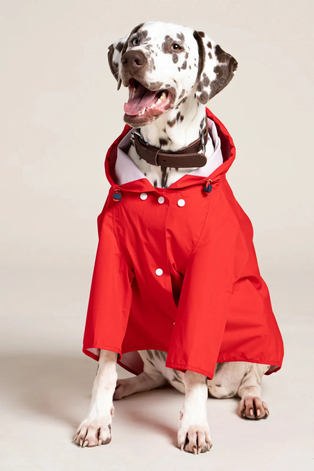 Boulogne - Imperméable pour chien - Image 3