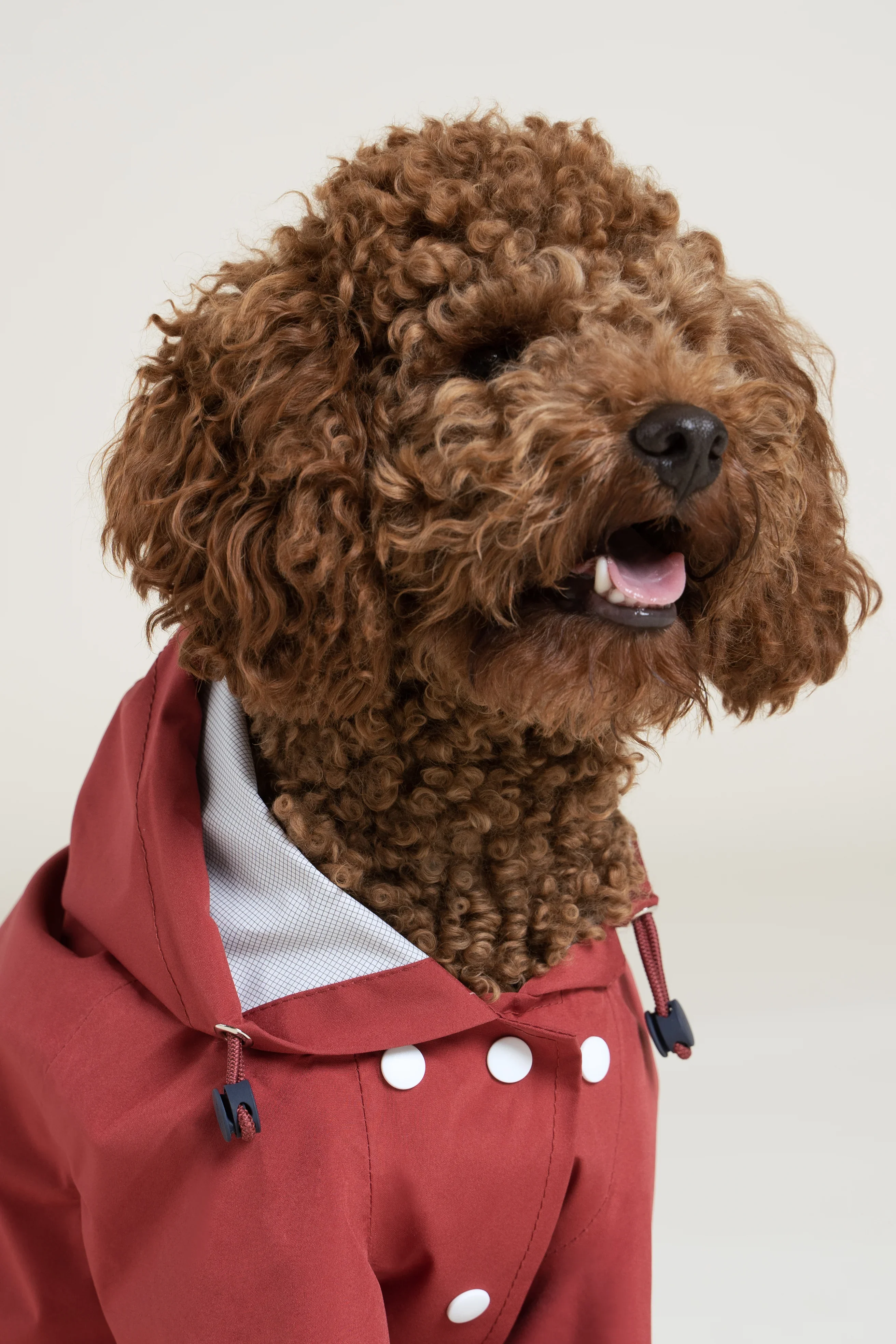 Boulogne - Imperméable pour chien - Image 31