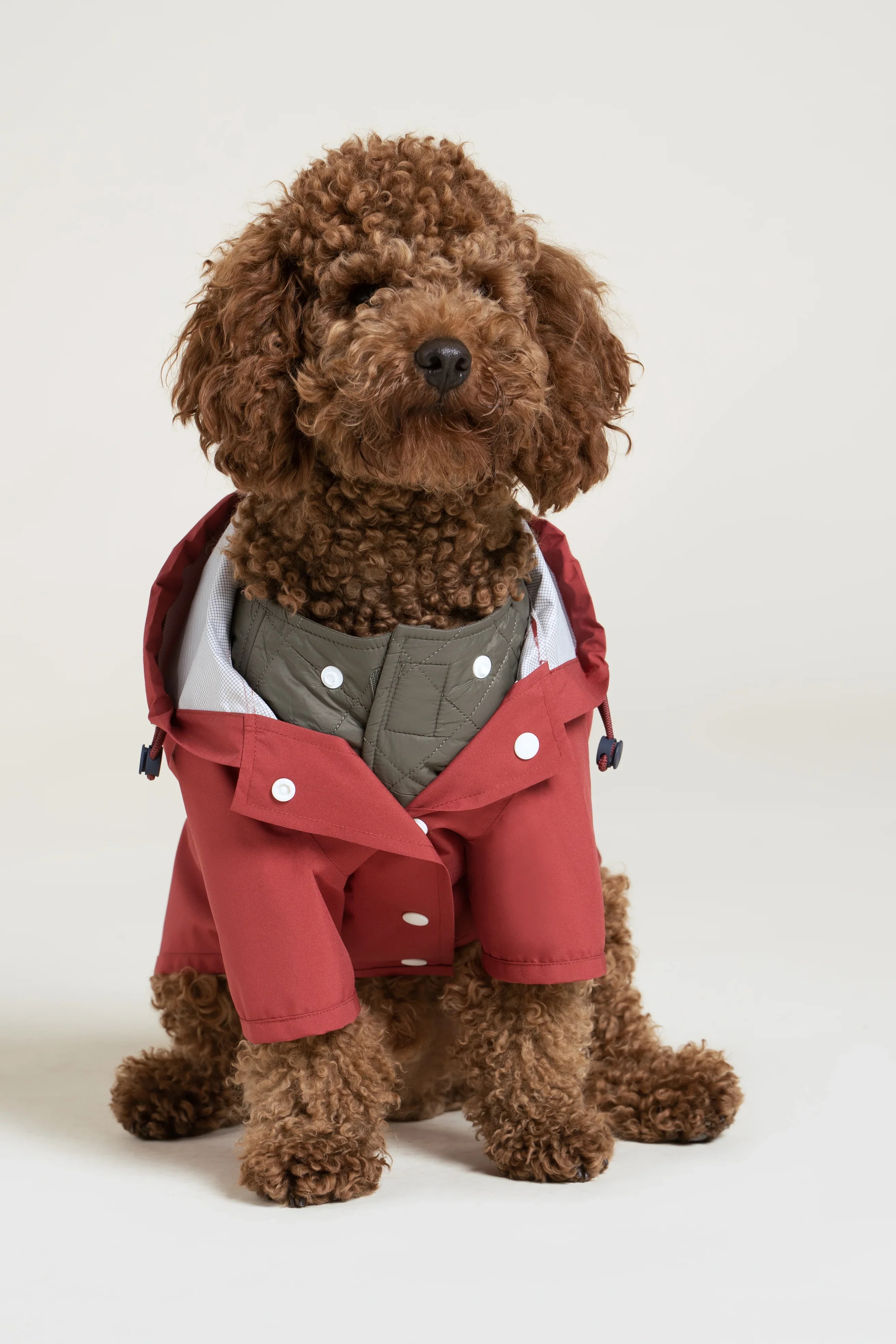Boulogne - Imperméable pour chien - Image 32