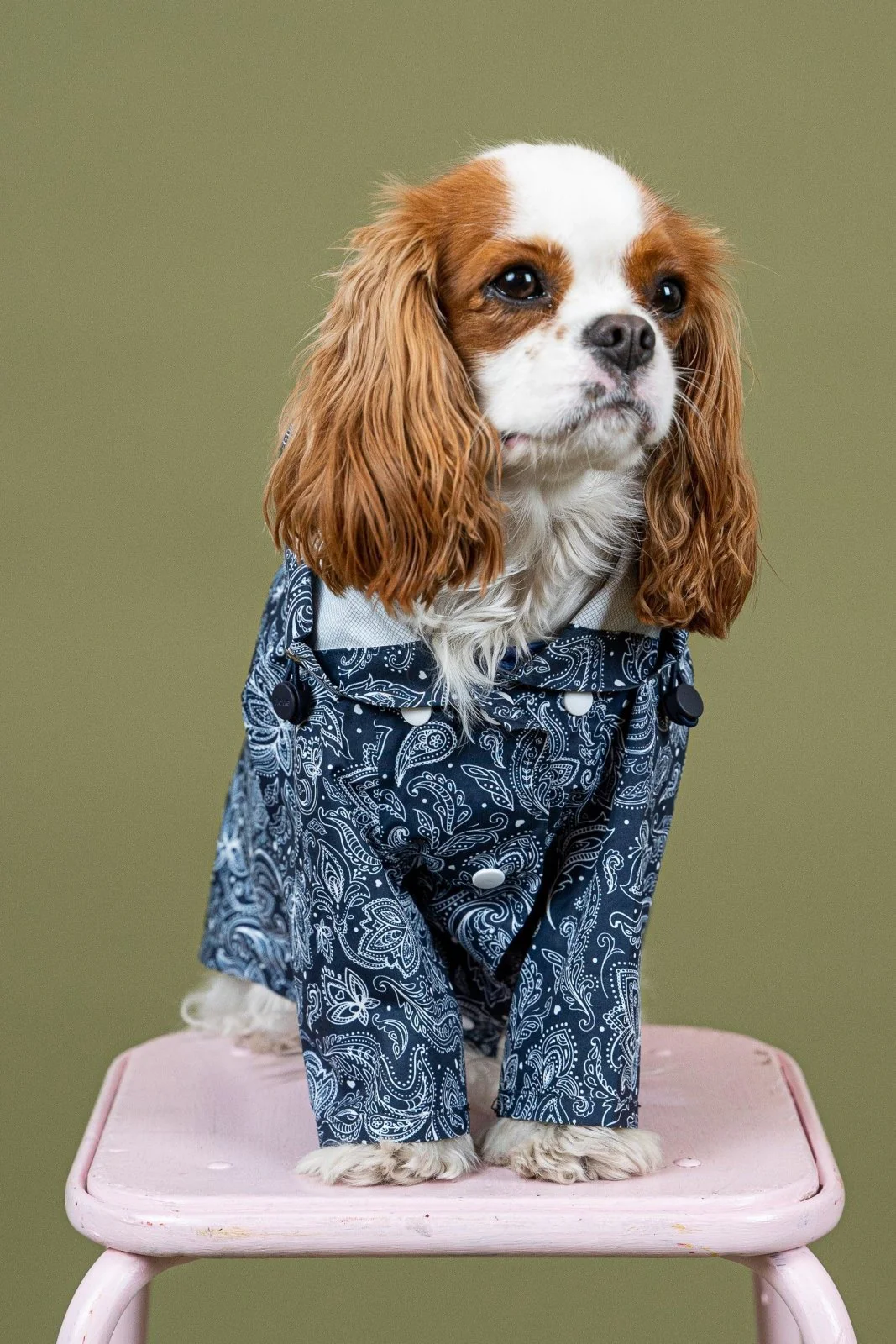 Boulogne - Imperméable pour chien - Image 33