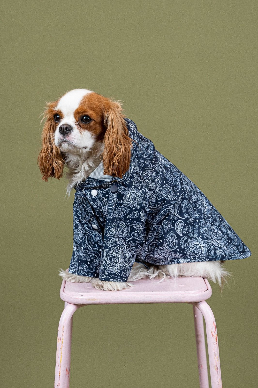 Boulogne - Imperméable pour chien - Image 34