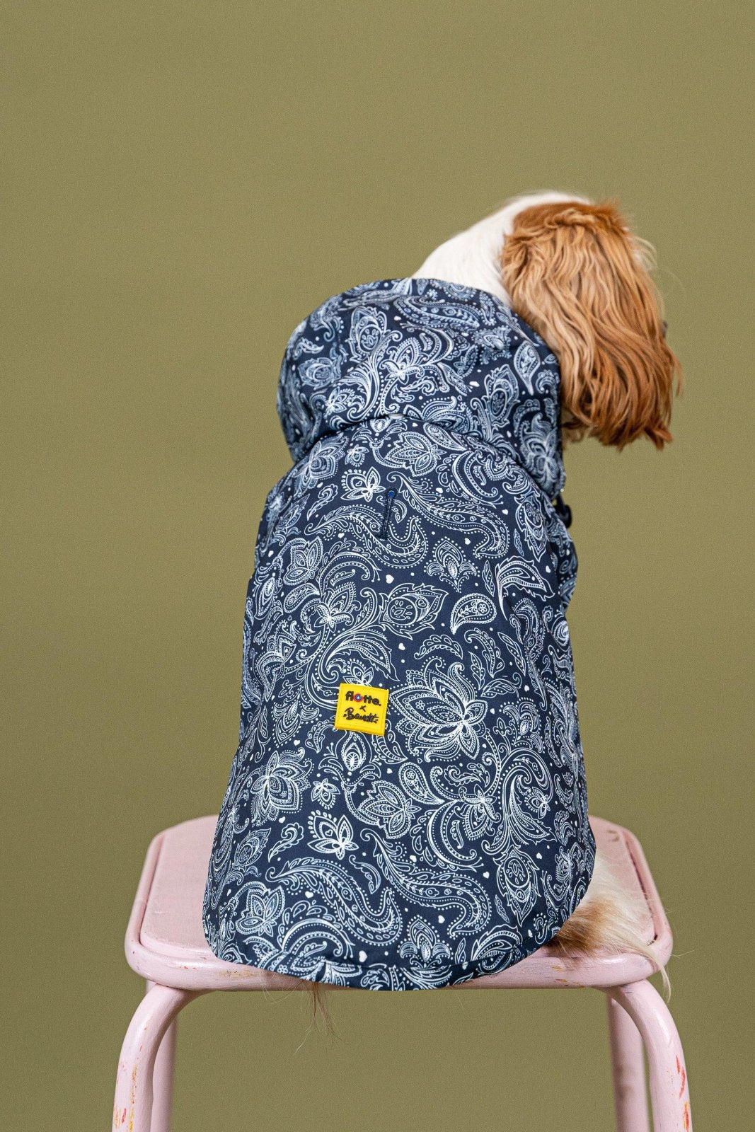 Boulogne - Imperméable pour chien - Image 35
