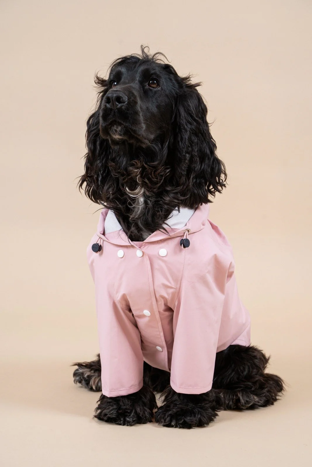 Boulogne - Imperméable pour chien - Image 36