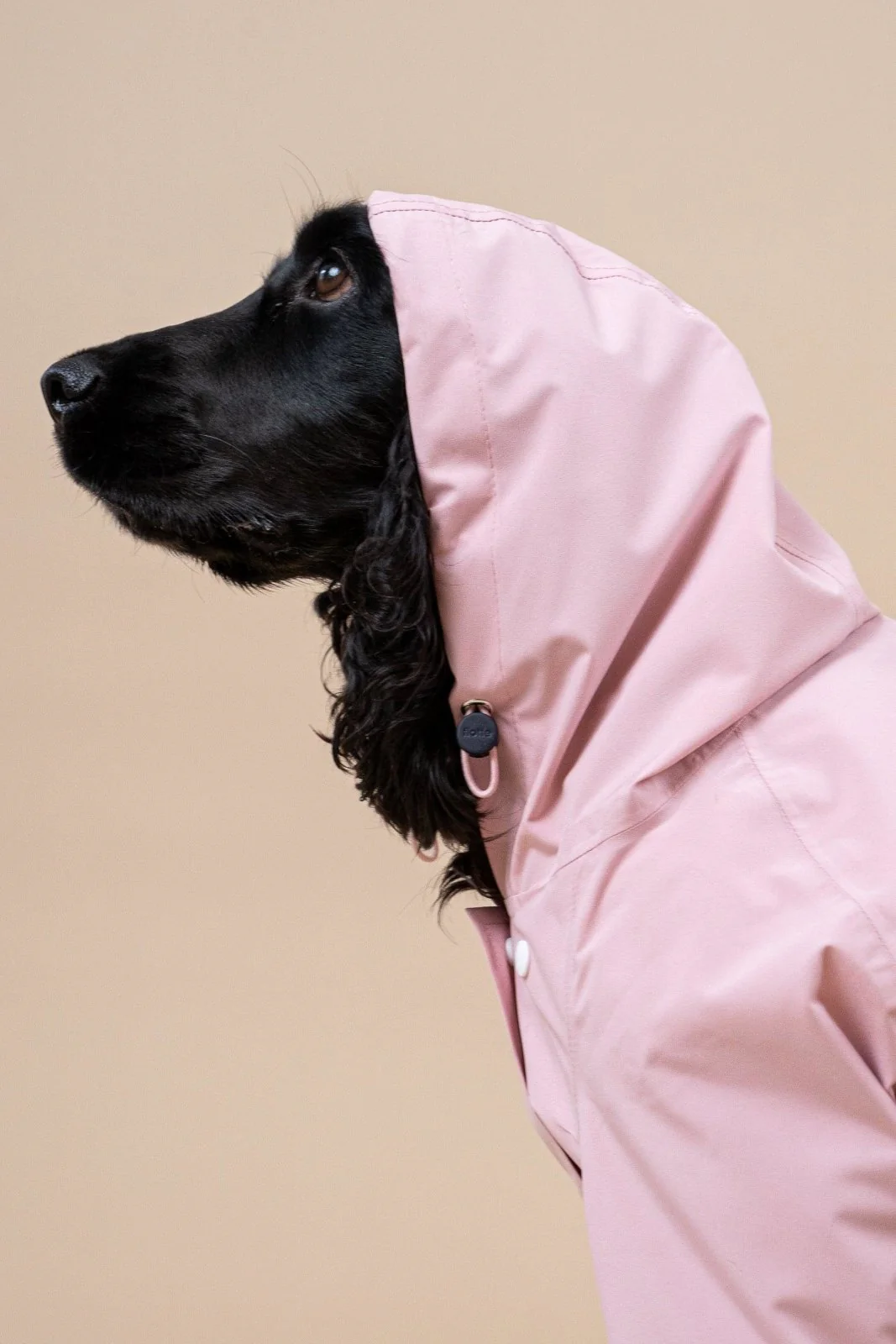 Boulogne - Imperméable pour chien - Image 39