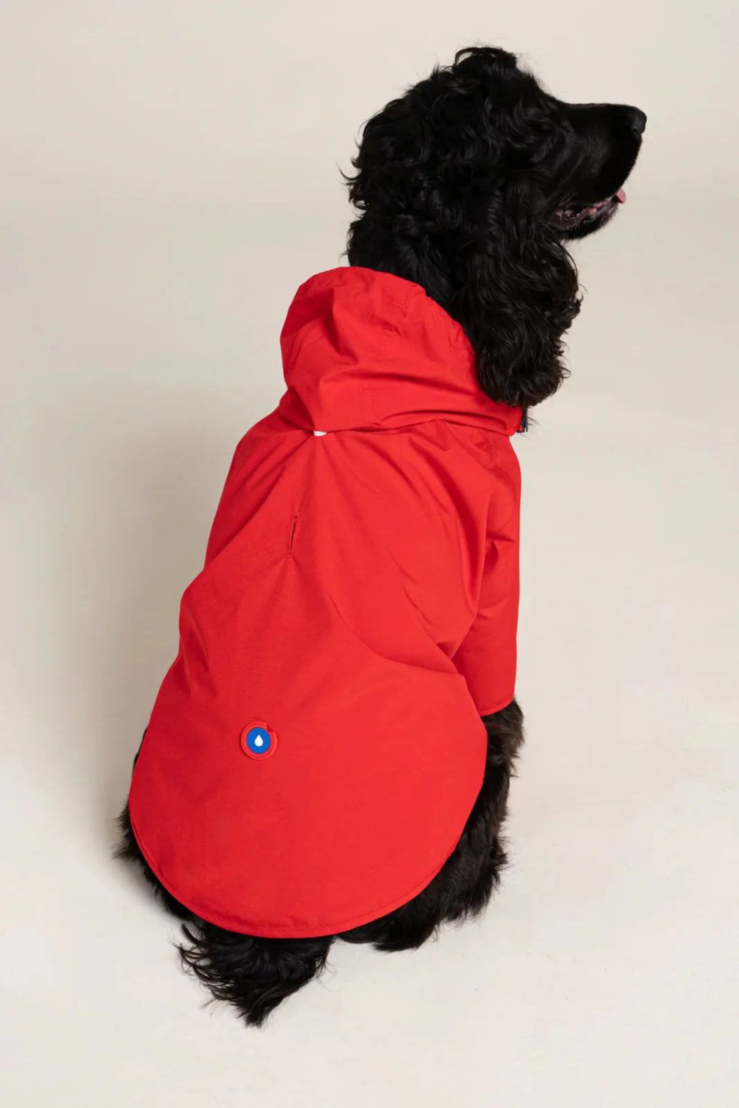 Boulogne - Imperméable pour chien - Image 5
