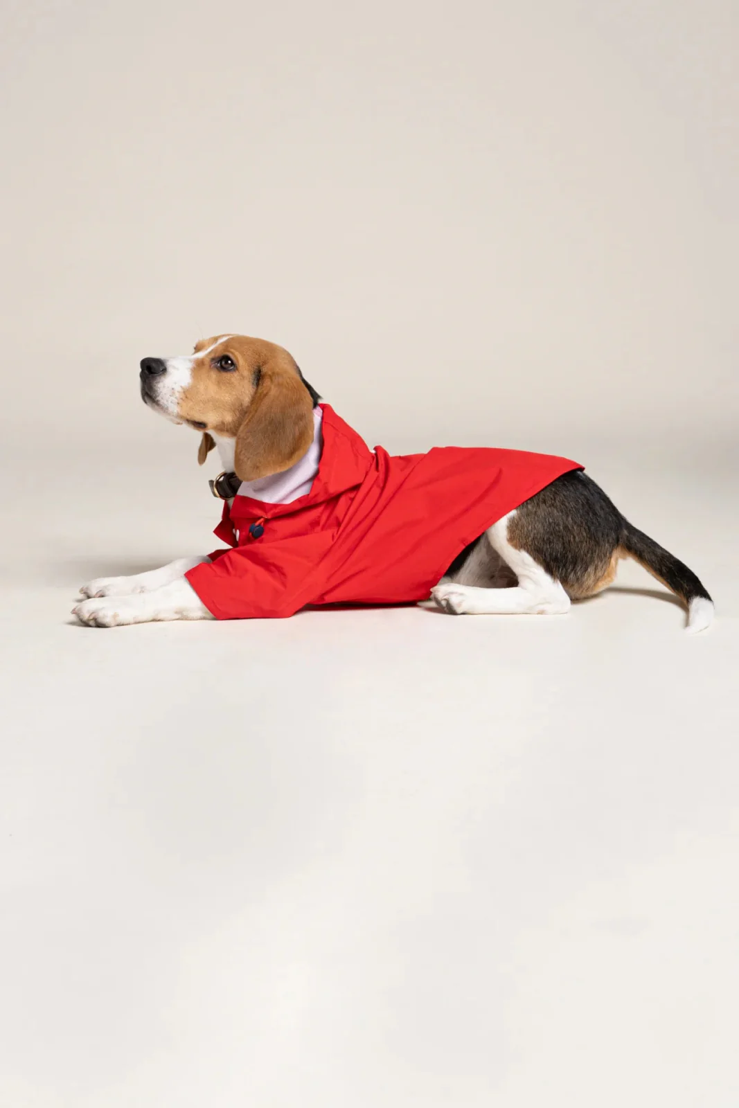 Boulogne - Imperméable pour chien - Image 6