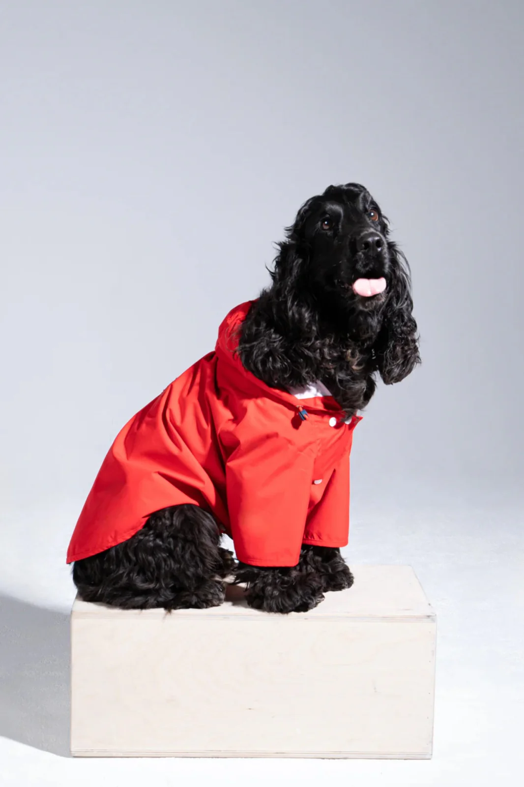 Boulogne - Imperméable pour chien - Image 8