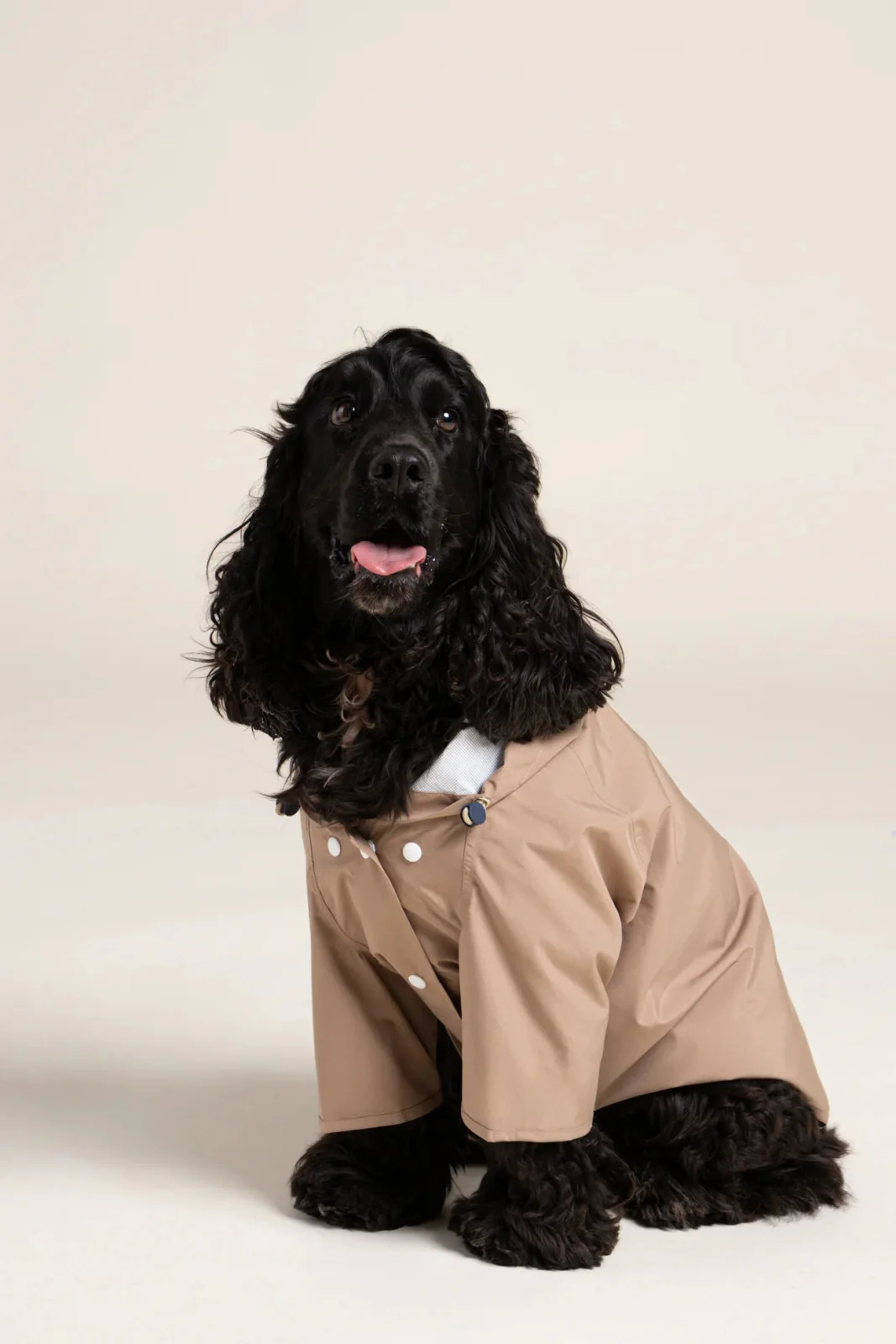 Boulogne - Imperméable pour chien - Image 9