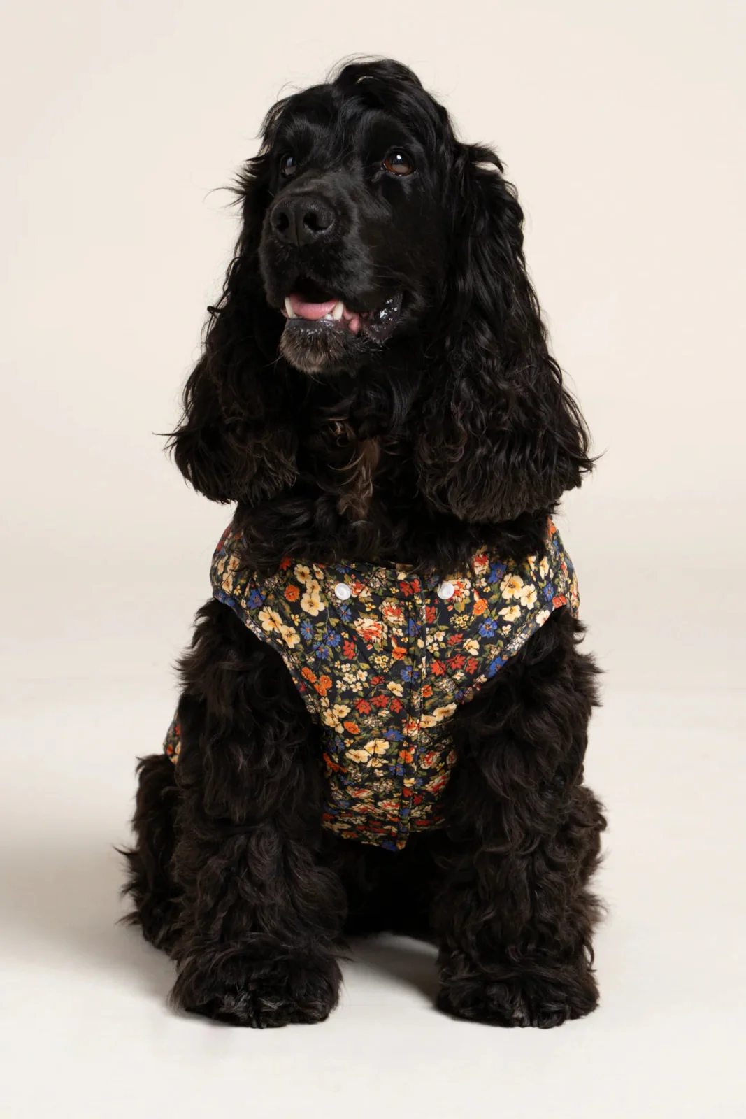 Vincennes - Doudoune pour chien - Image 12