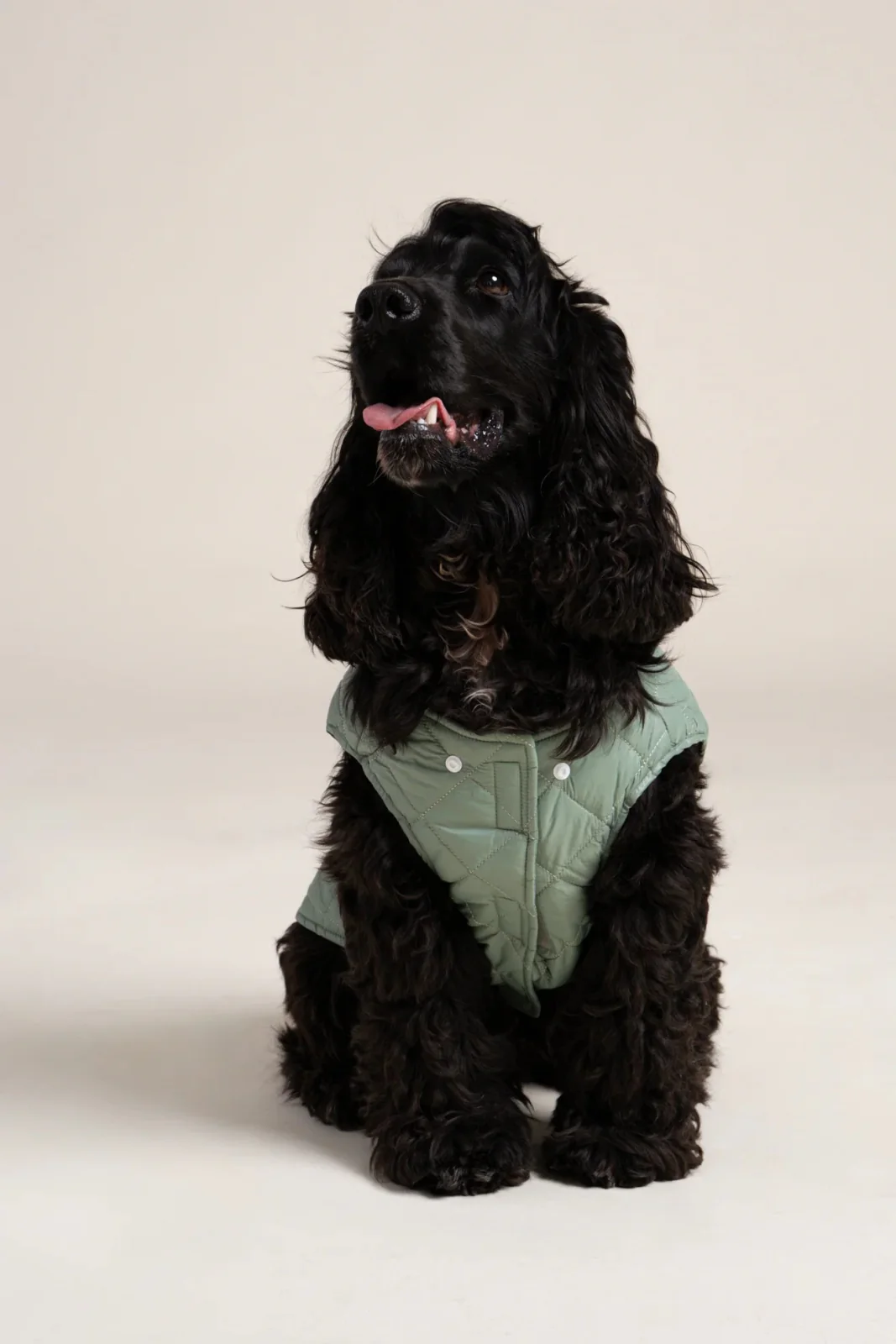 Vincennes - Doudoune pour chien - Image 14