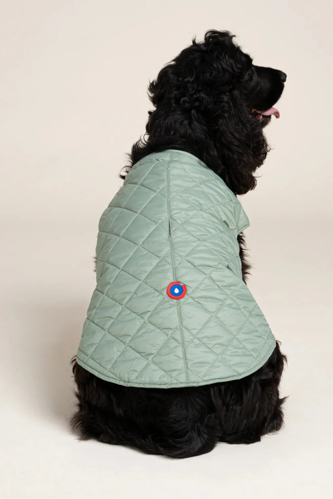Vincennes - Doudoune pour chien - Image 15