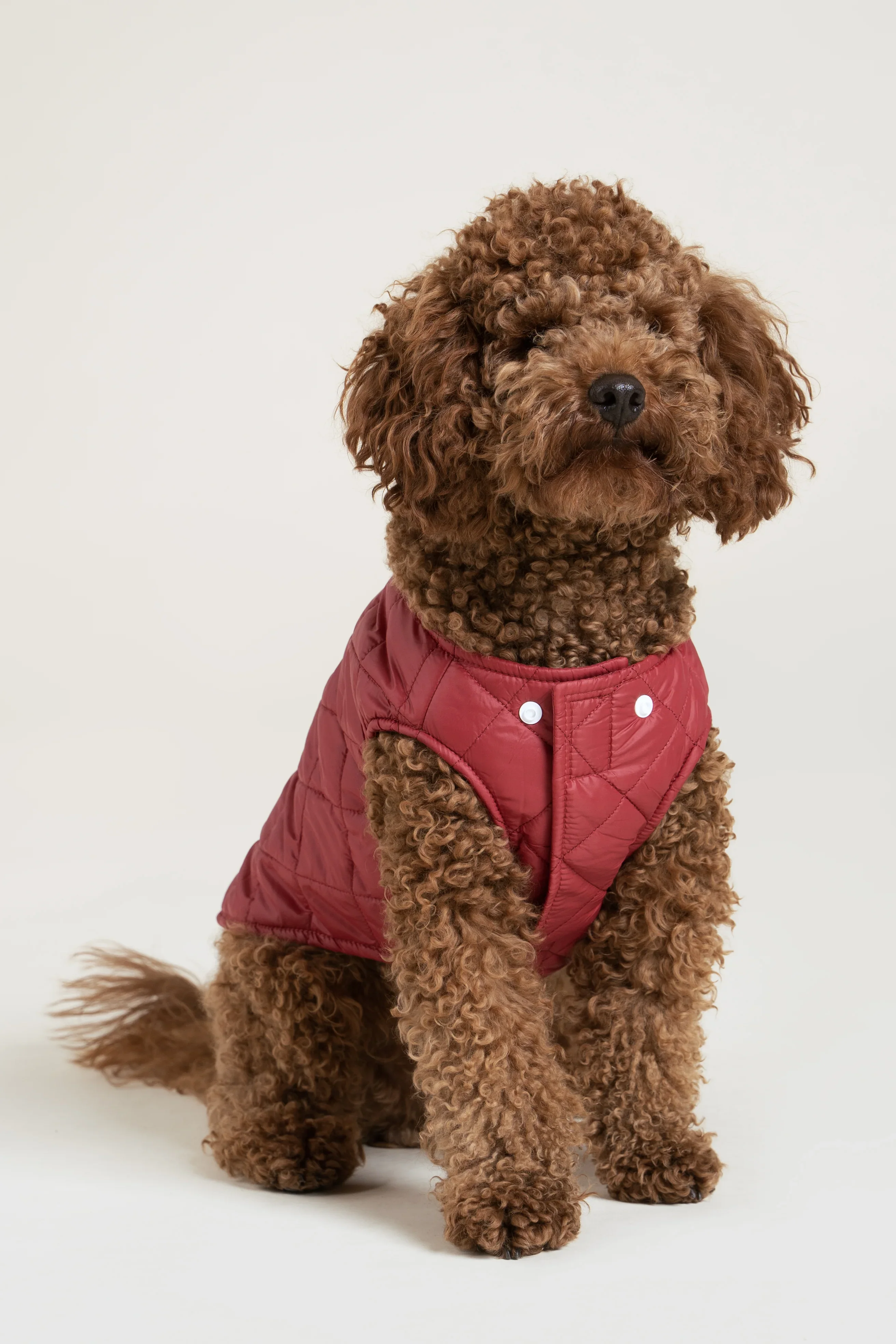 Vincennes - Doudoune pour chien - Image 19