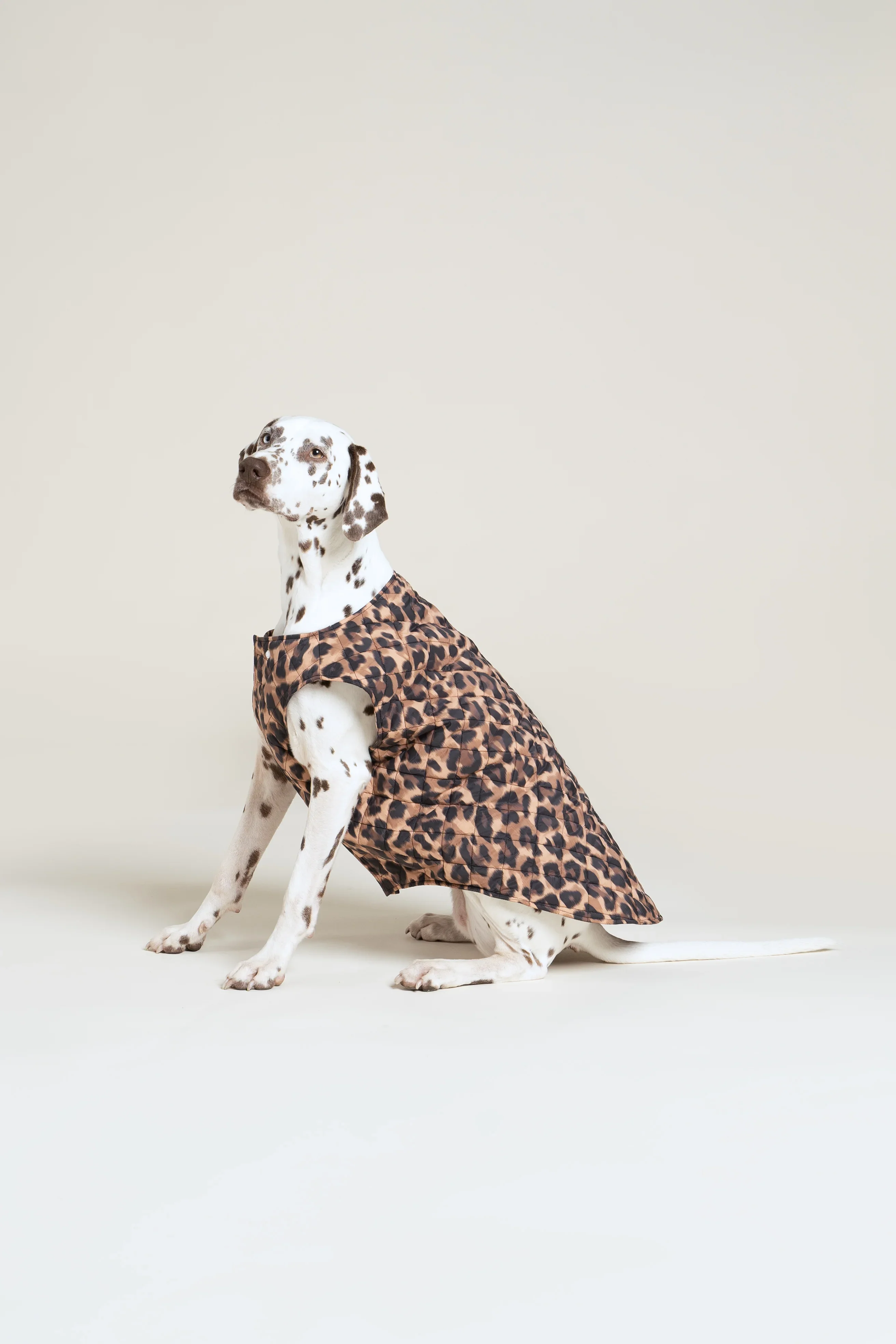 Vincennes - Doudoune pour chien - Image 25