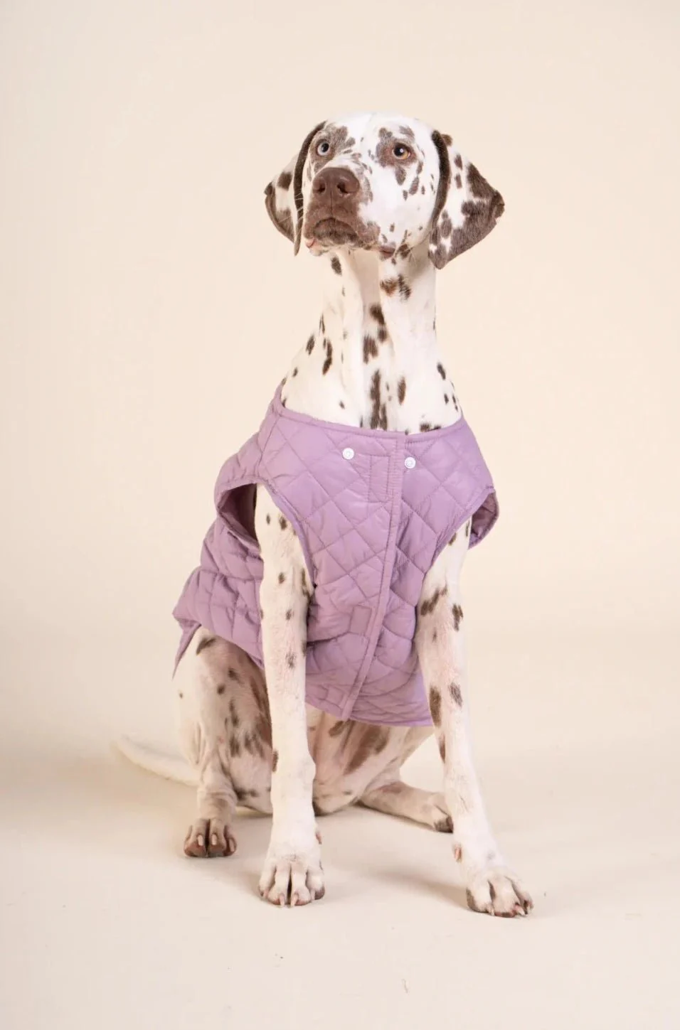 Vincennes - Doudoune pour chien - Image 39